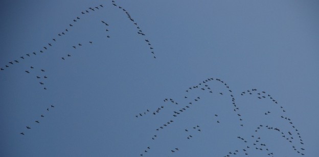 A cool flock of birds flew overhead.